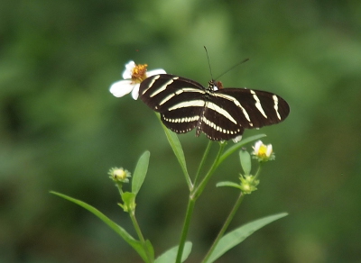 [This dark brown butterfly with long, thick white stripes is perched on a flower with its wings spread flat and fully visible.]